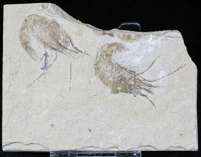 Cretaceous Fossil Shrimp Carpopenaeus - Lebanon #22875